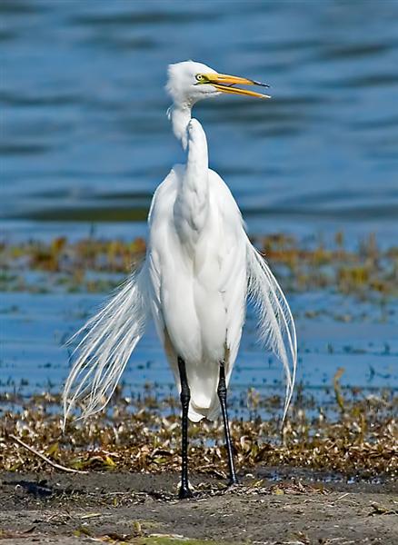 Great Egret, Florida