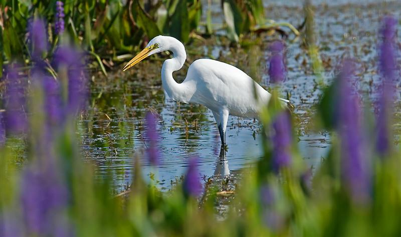 Great Egret, Florida