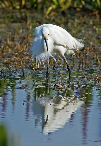 Snowy Egret, Florida