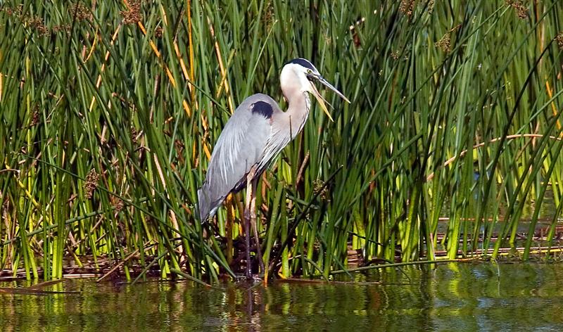    Great Blue Heron, Florida