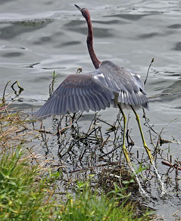 Tri-color Heron (Juvenile), Florida