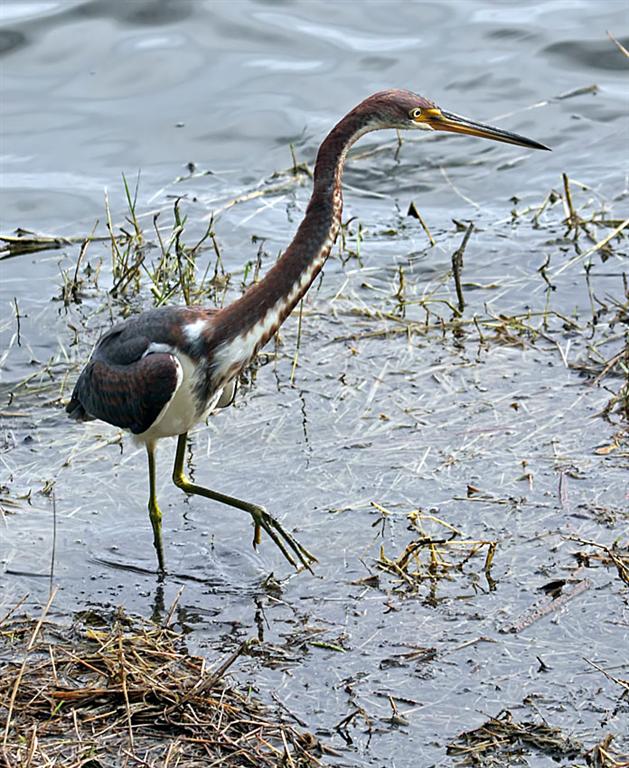Tri-color Heron (Juvenile), Florida