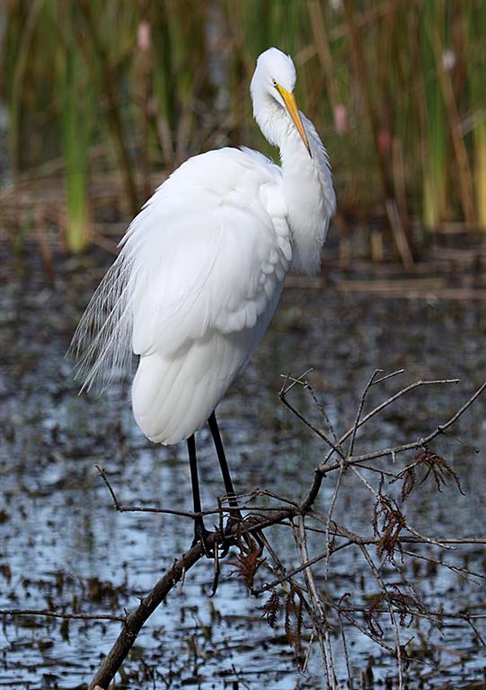 Great Egret, Florida
