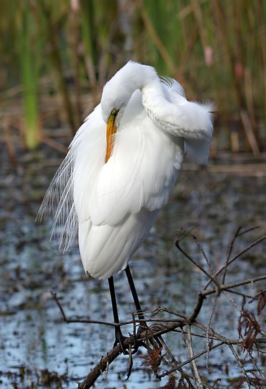 Great Egret, Florida