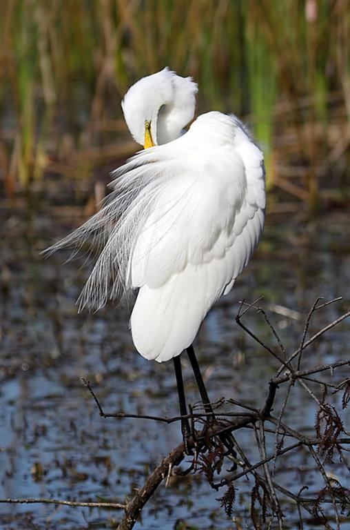Great Egret, Florida