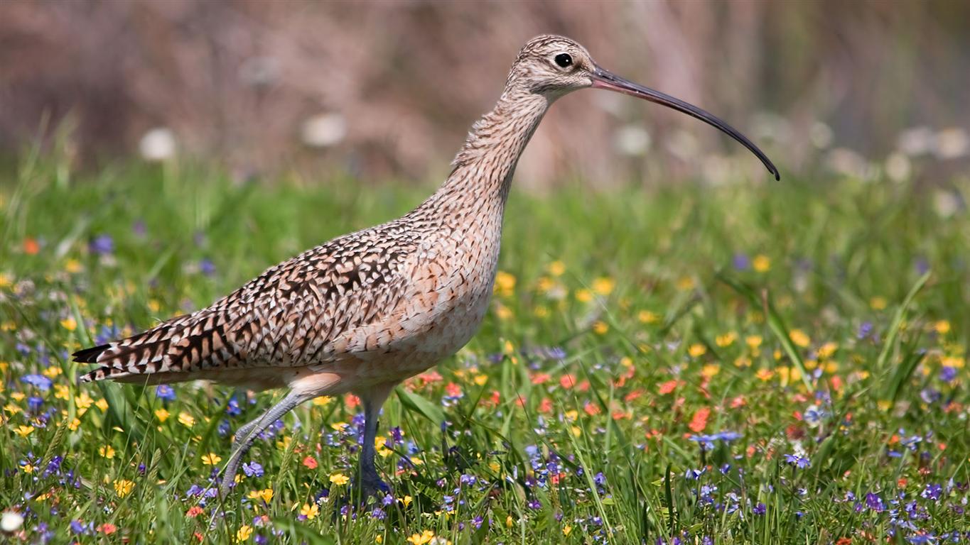 Long Billed Curlew, Texas