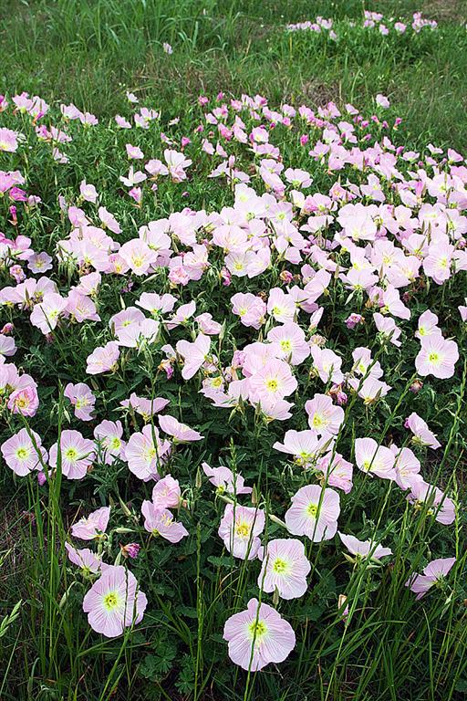 Evening Primrose