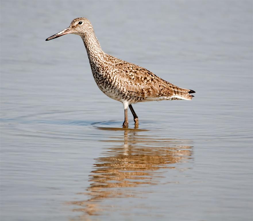 Willet, Texas