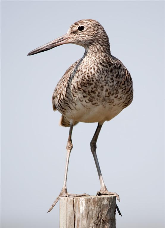 Willet, Texas