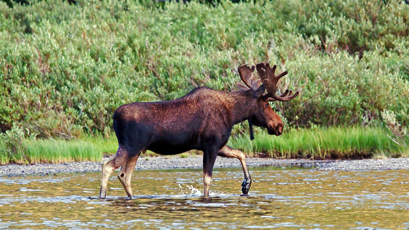 Moose At Fishercap Lake