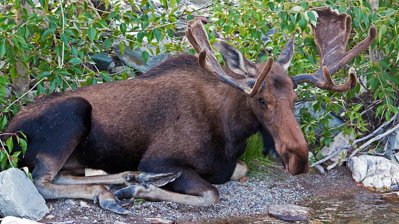 Moose At Windy Creek