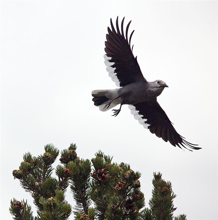  Clarks Nutcracker, Salida