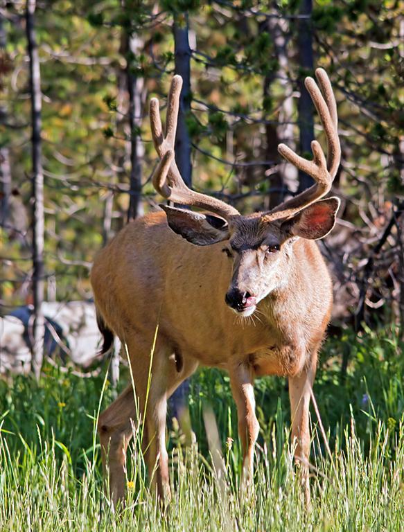 Mule Deer