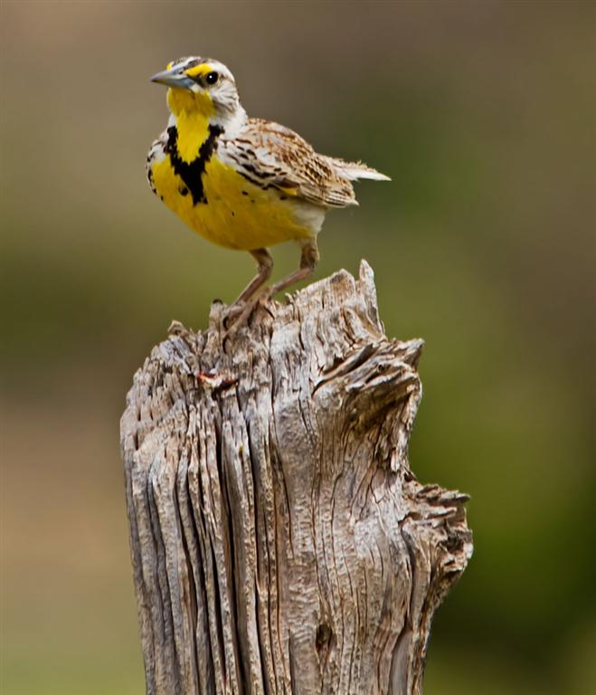 Meadow Lark
