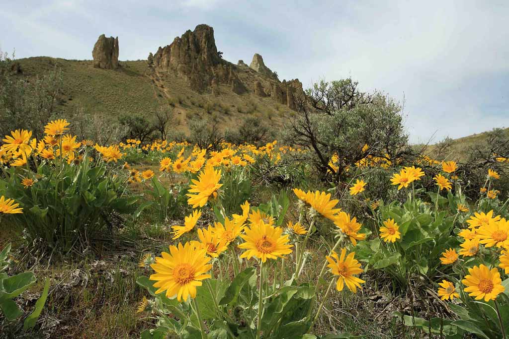 Saddle Rock With Arrowleaf Balsomroots