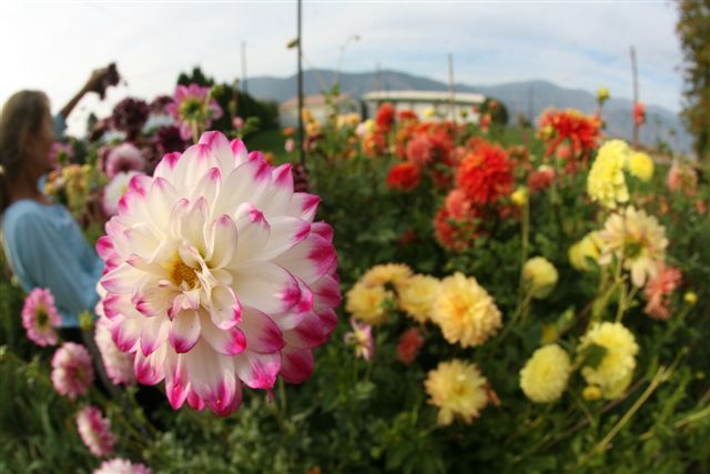 Patty,s Dalhia Garden