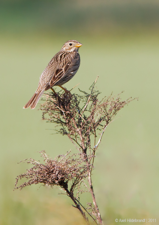 FieldLark01c0736.jpg