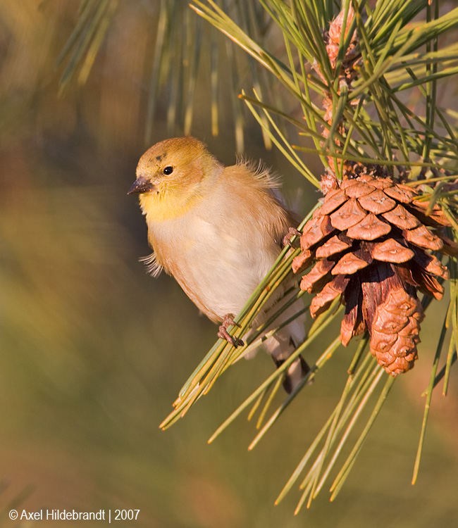 Goldfinch117c4316.jpg