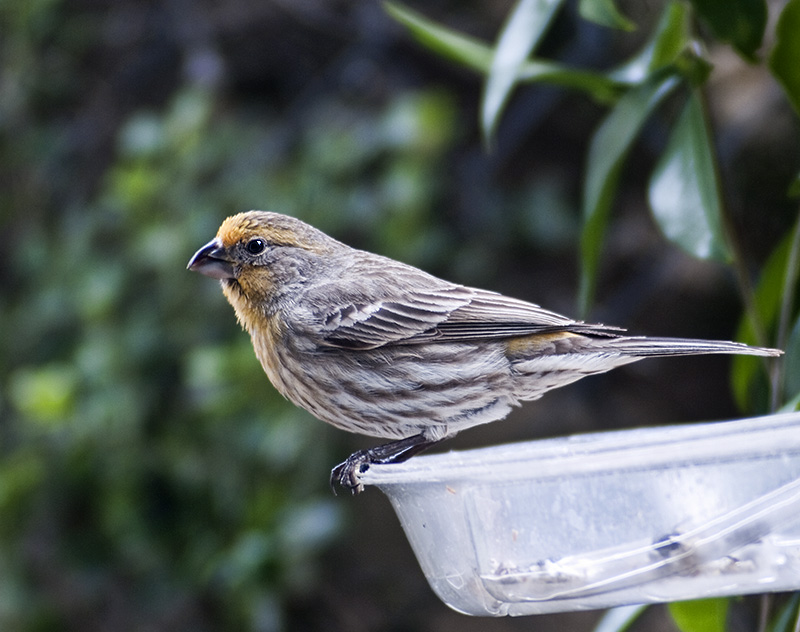 House Finch