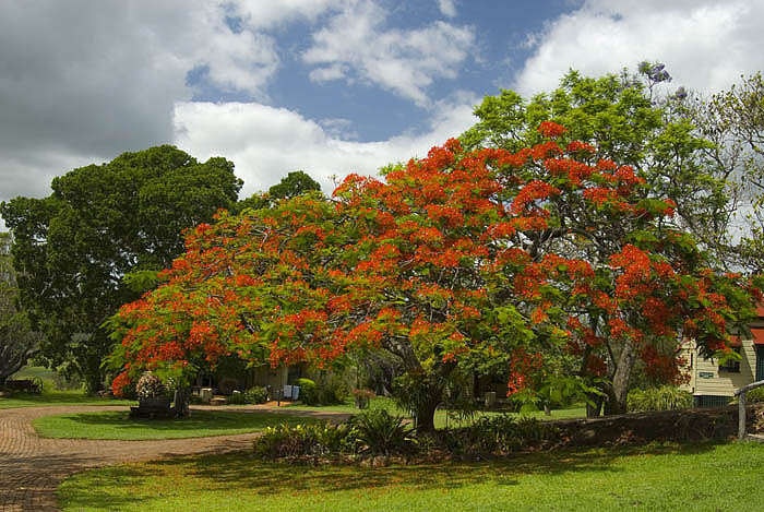 Coral tree at Hidden Vale