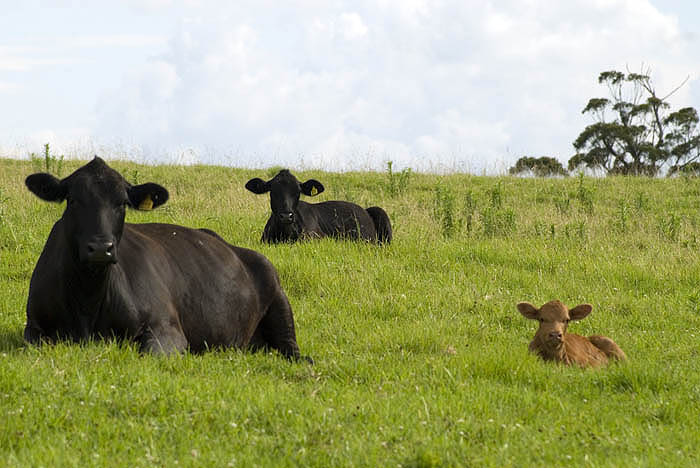 Black Angus trio