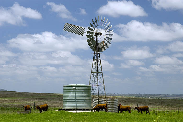 Watering cattle, Darling Downs