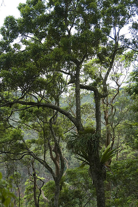 Rainforest at Cunninghams Gap