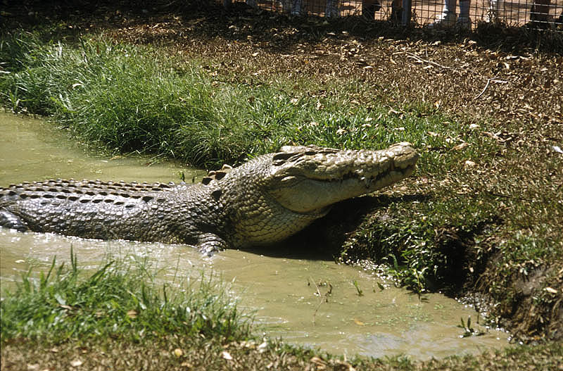 Crocodile!