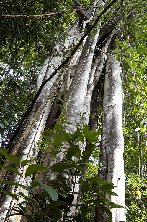 Giant forest fig