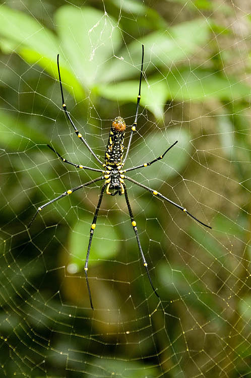 King-size spider