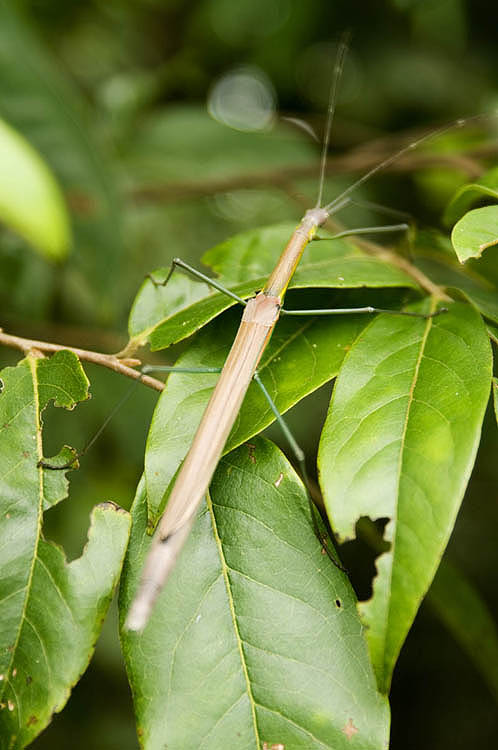 Male stick insect