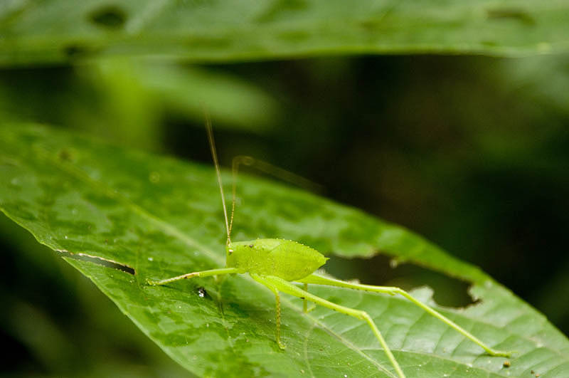 Stick Insect