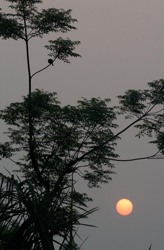 Dawn over Chitwan