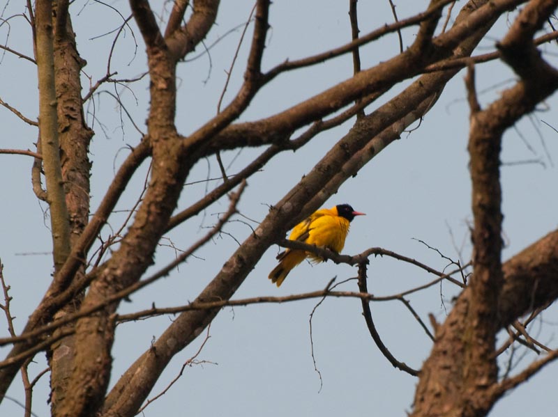 Black hooded oriole