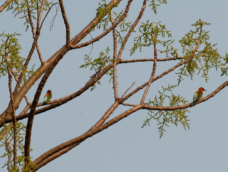 Chestnut headed bee-eater
