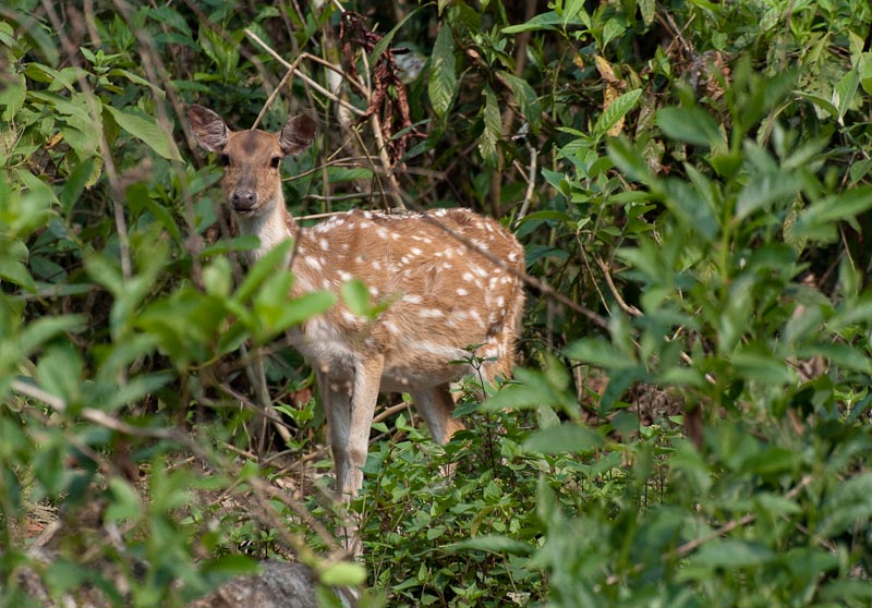 Spotted deer