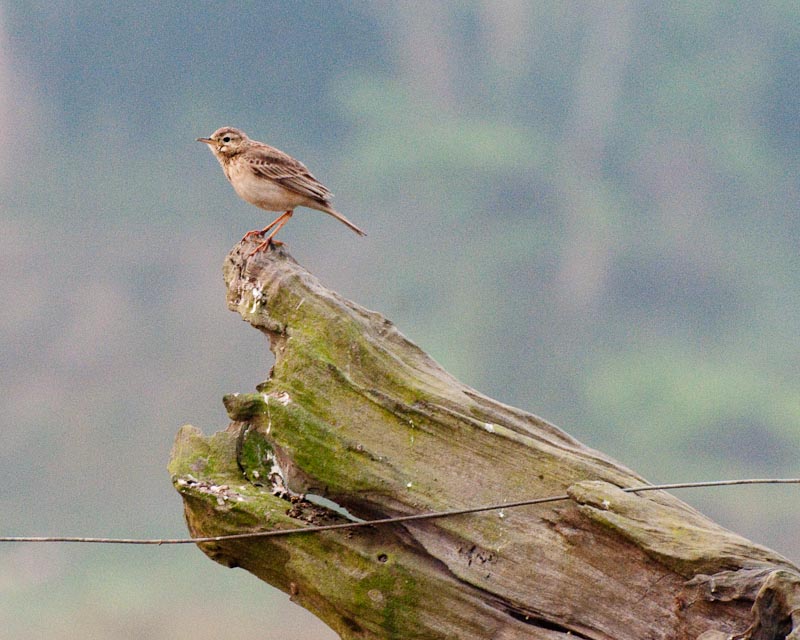 Unidentified bird