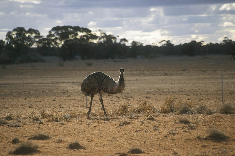 Emu at the roadside
