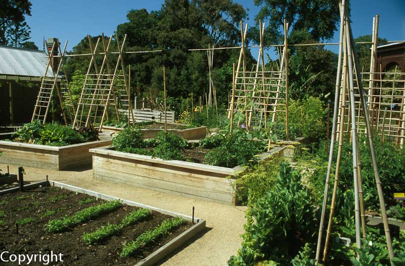 Children's vegetable garden