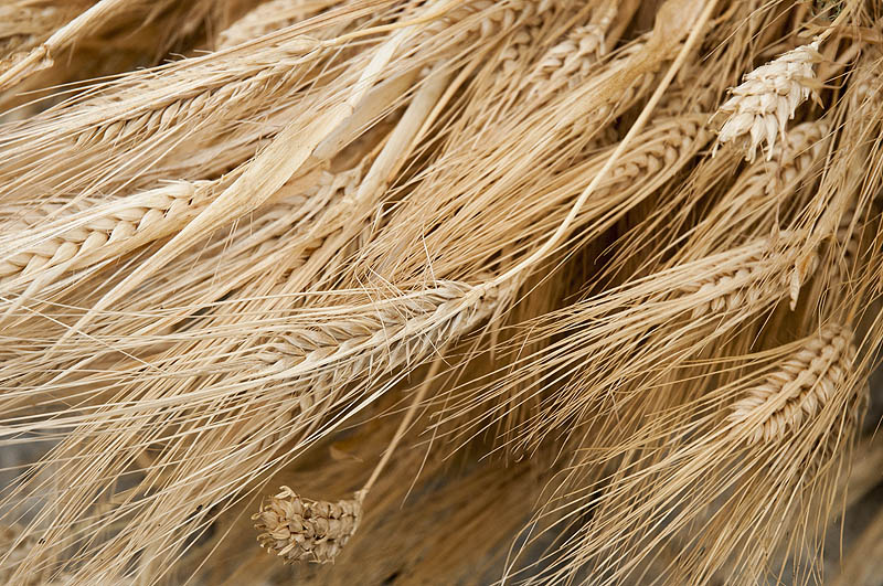 Ears of local wheat