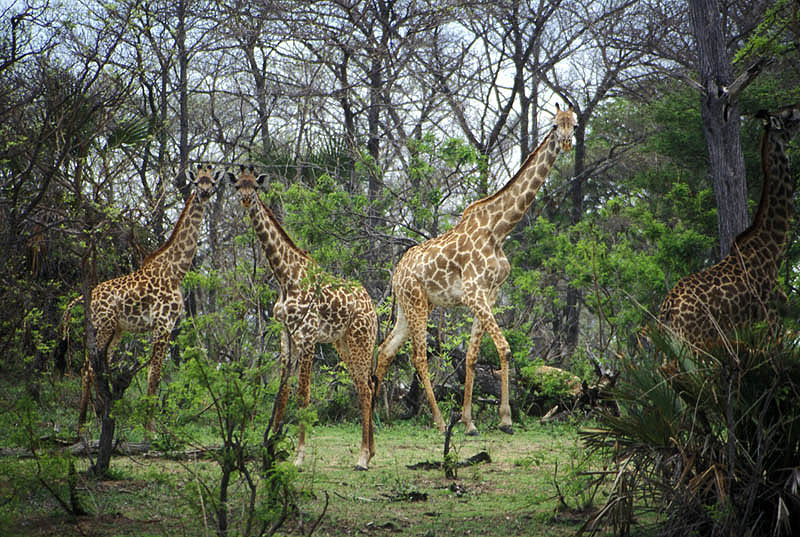 Giraffe group