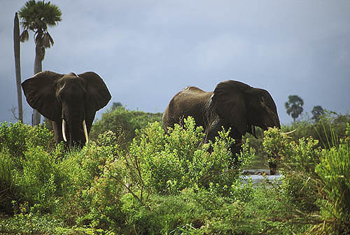 Elephants at the Rufiji