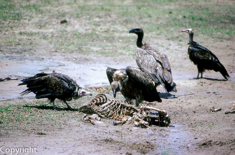 Vultures pick at a carcass