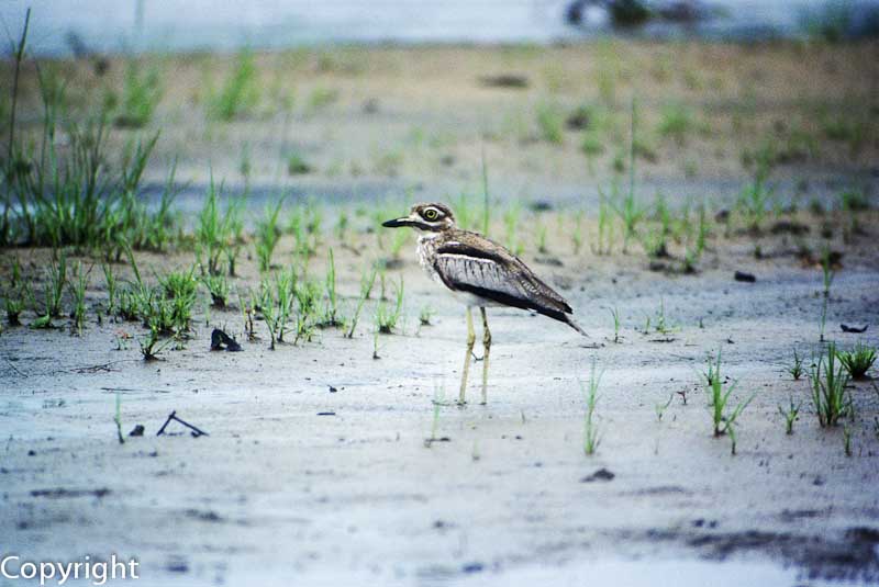 Water Thick Knee