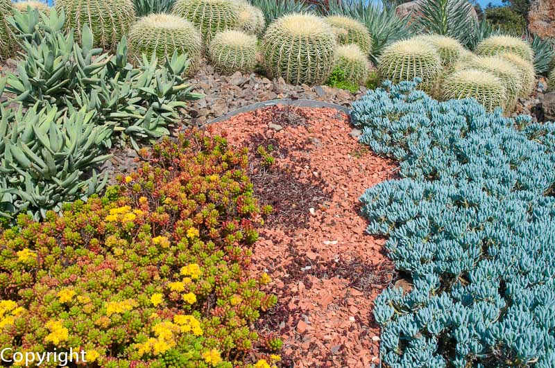 Succulent plants on the flanks of Guilfoyle's Volcano