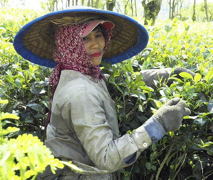 Tea picker at Wonosari, Malang, East Java