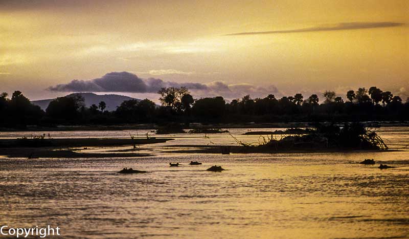 Sunset over the Rufiji River, with hippos silhouetted.