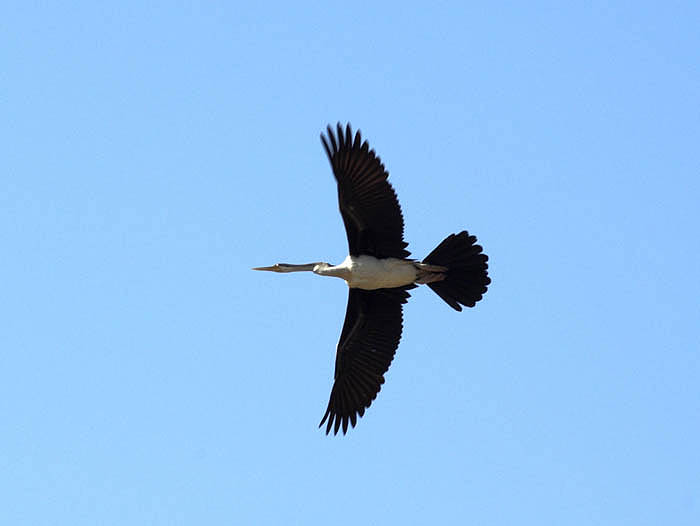 Heron in flight, Two Mile Waterhole