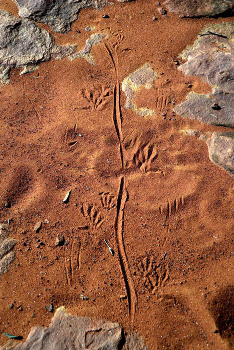 Kangaroo tracks; or a perente lizard?