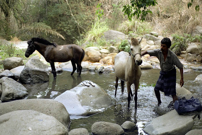 Washing ponies in a stream, Nggela, Flores
